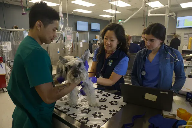 Pet Emergency & Specialty Center of Marin — photo from the business 12
