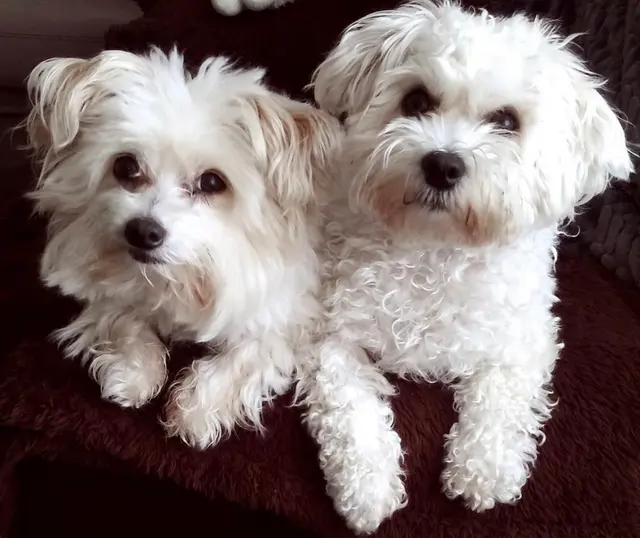 Customer photo of work by Healthy Pets Veterinary Hospital, from Jeanette Larkin's review