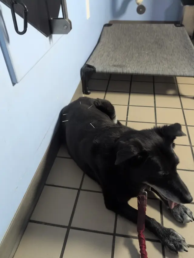 Healthy Pets Veterinary Hospital — customer photo 11