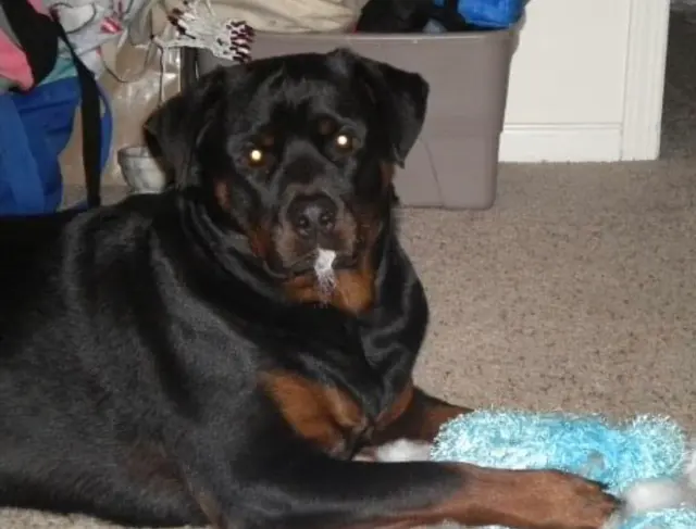 Customer photo of work by Healthy Pets Veterinary Hospital, from Jeanette Larkin's review
