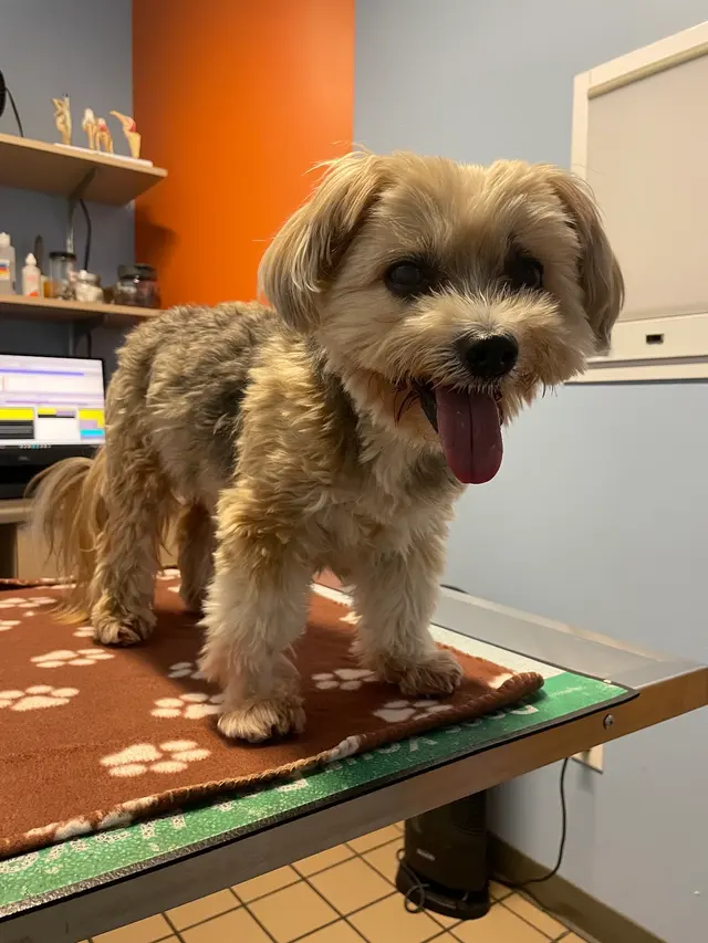 Healthy Pets Veterinary Hospital — customer photo 1