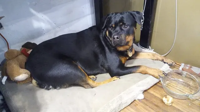 Healthy Pets Veterinary Hospital — customer photo 4