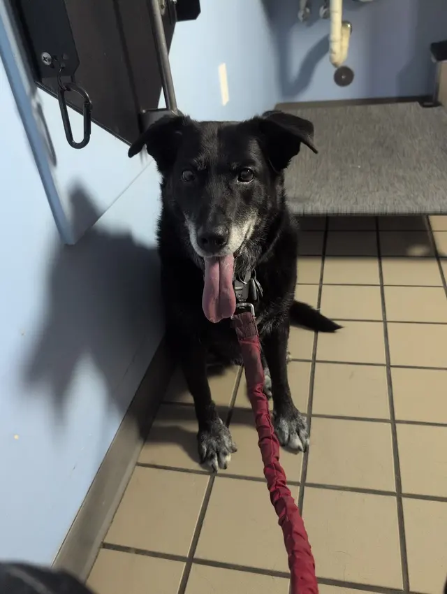 Healthy Pets Veterinary Hospital — customer photo 3