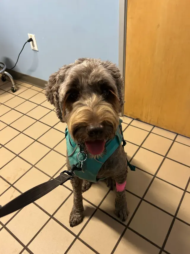 Customer photo of work by Healthy Pets Veterinary Hospital, from Jennifer Brown's review