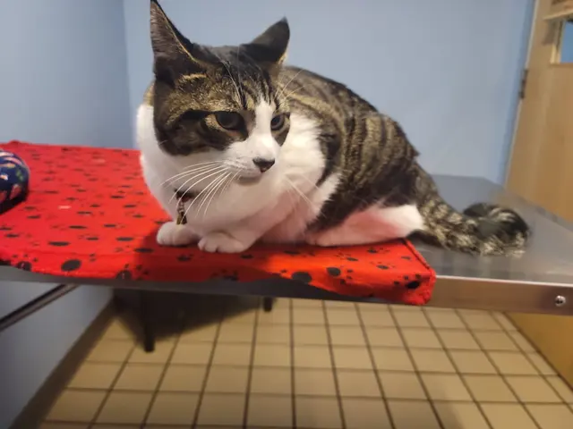 Healthy Pets Veterinary Hospital — customer photo 8