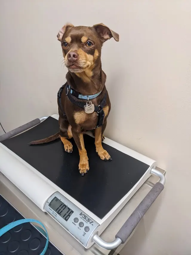 Irving Pet Hospital — customer photo 9