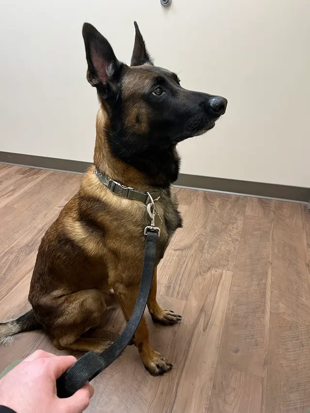 Irving Pet Hospital — customer photo 11