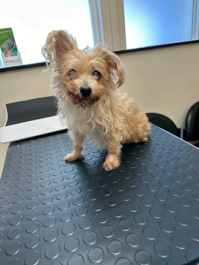 Irving Pet Hospital — customer photo 1
