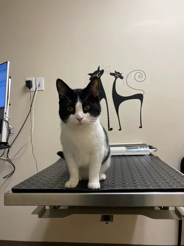 Irving Pet Hospital — customer photo 8