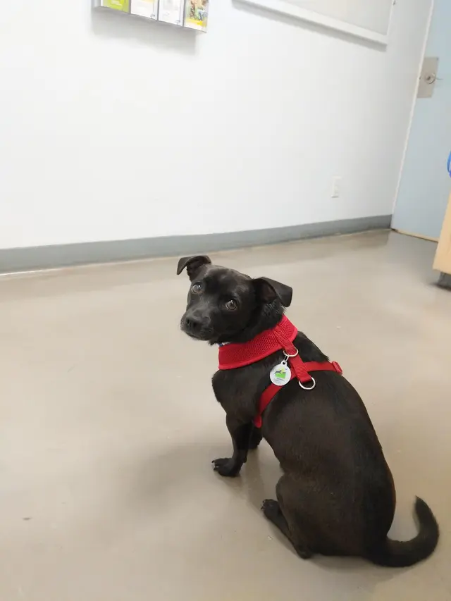 Irving Pet Hospital — customer photo 4