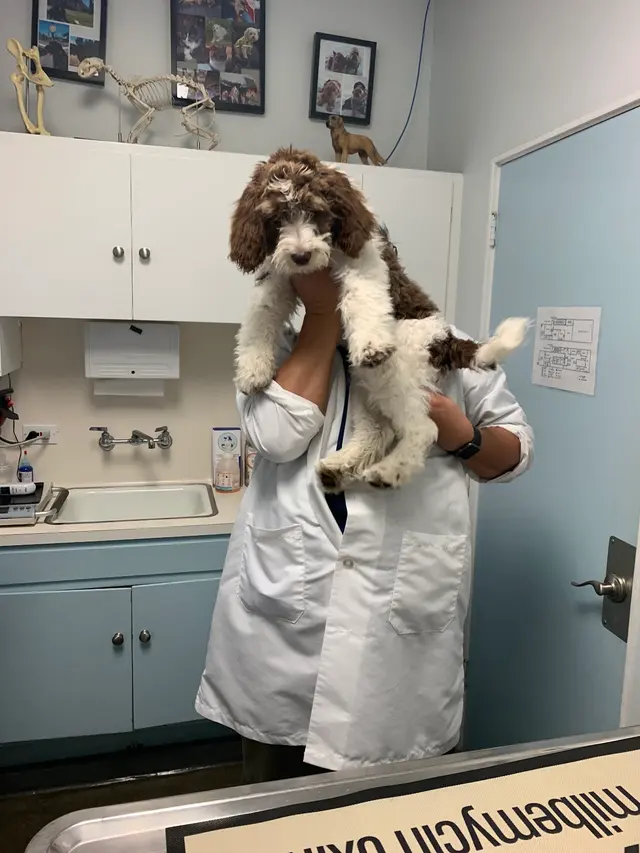 Irving Pet Hospital — customer photo 7