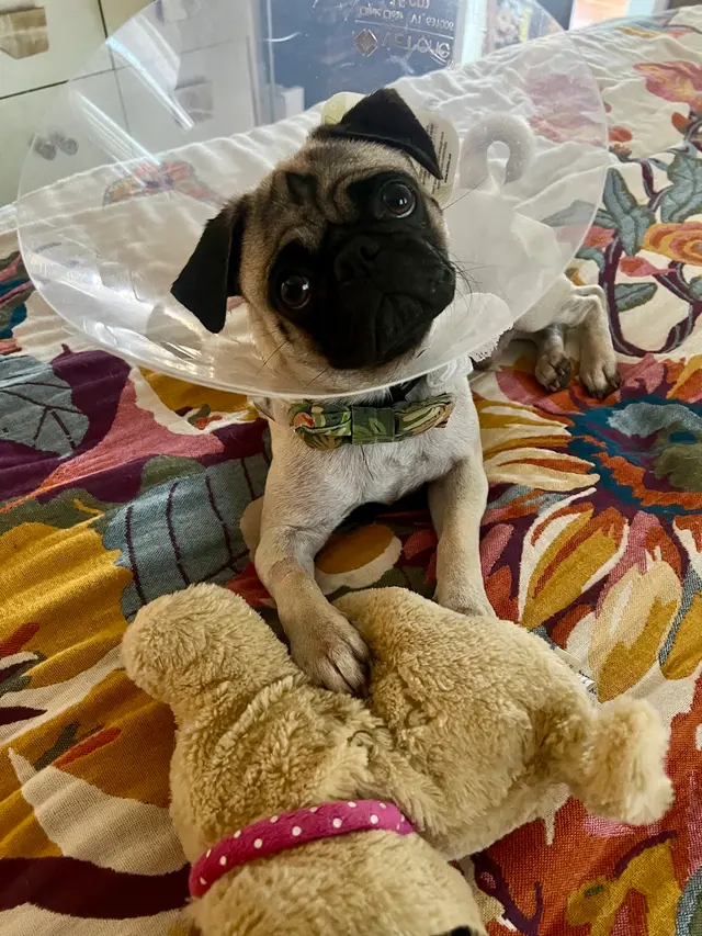 Irving Pet Hospital — customer photo 10