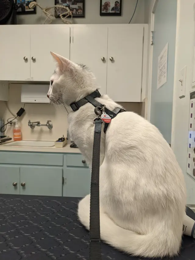Irving Pet Hospital — customer photo 2