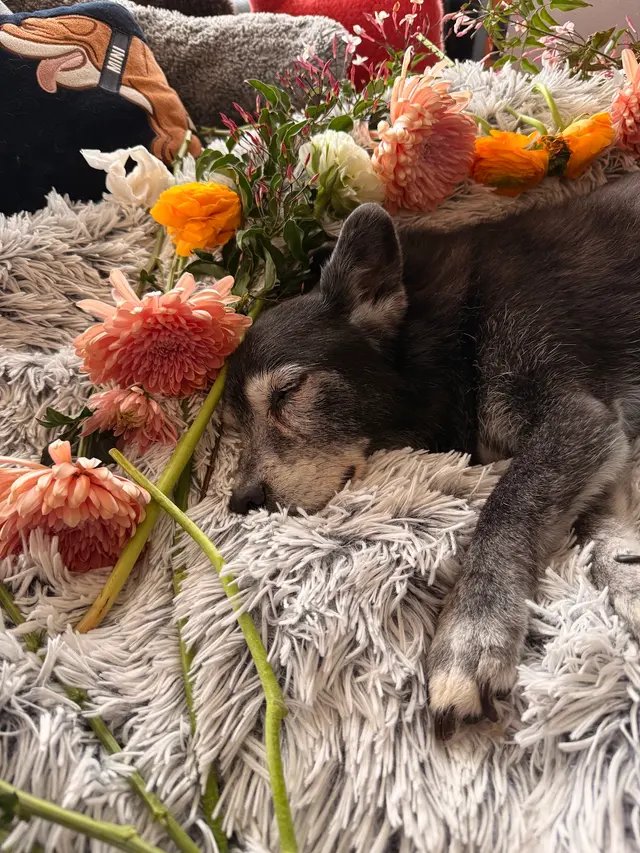 Lotus Veterinary House Calls — customer photo 9