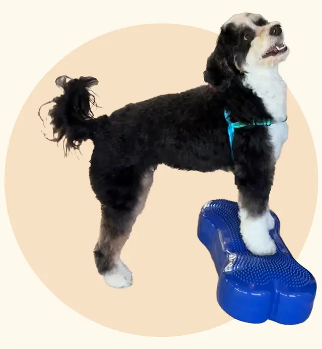 Lotus Veterinary House Calls — photo from the business 5