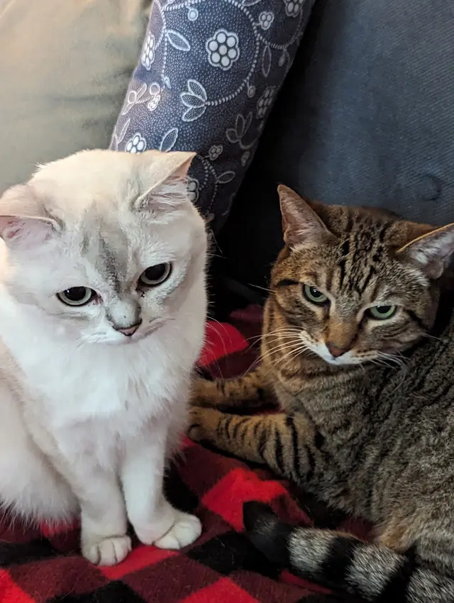 Lotus Veterinary House Calls — customer photo 7