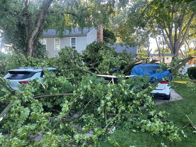 Vera Cruz Tree Service and landscaping — customer photo 12
