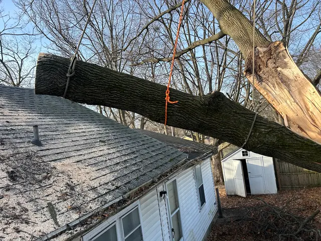 Vera Cruz Tree Service and landscaping — photo from the business 1