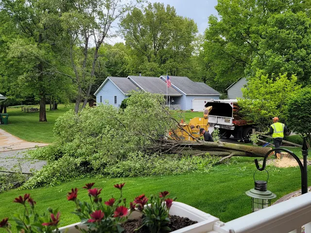 Vera Cruz Tree Service and landscaping — customer photo 3