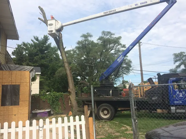 Vera Cruz Tree Service and landscaping — customer photo 10