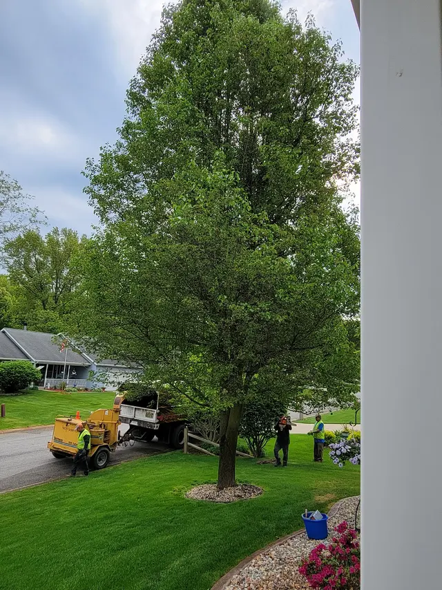 Vera Cruz Tree Service and landscaping — customer photo 9