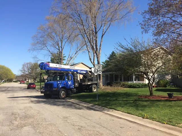 Vera Cruz Tree Service and landscaping — photo from the business 2
