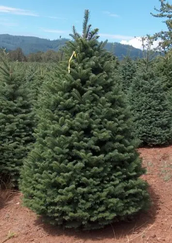 Grizzly's Hidden Falls Nursery & Landscaping — photo from the business 10