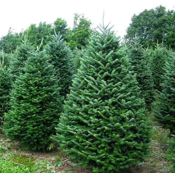 Grizzly's Hidden Falls Nursery & Landscaping — photo from the business 3