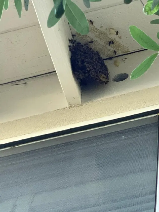 4G PEST MANAGEMENT — photo from the business 4