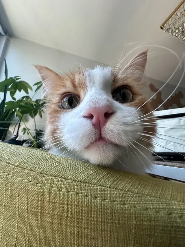 Sitter4Paws — photo from the business 8