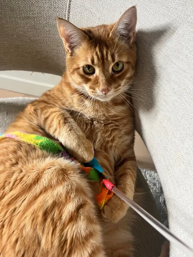 Sitter4Paws — photo from the business 4