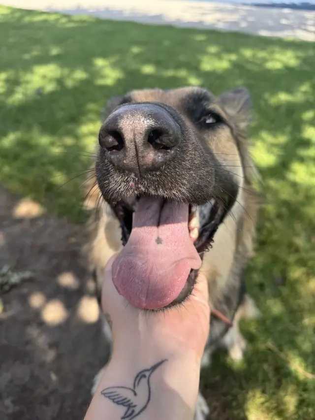 Sitter4Paws — photo from the business 12