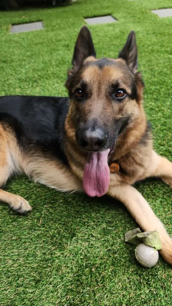 Sitter4Paws — photo from the business 6