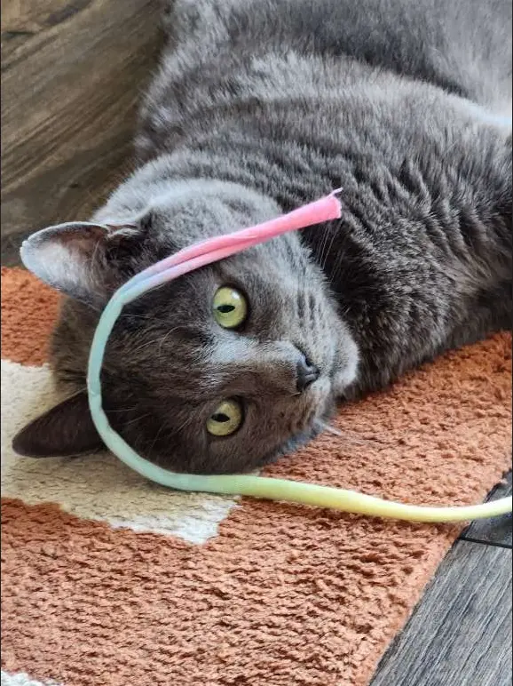 Sitter4Paws — photo from the business 7