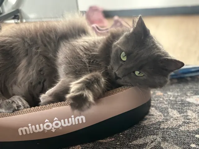 Sitter4Paws — photo from the business 5