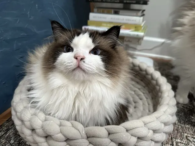Sitter4Paws — photo from the business 2