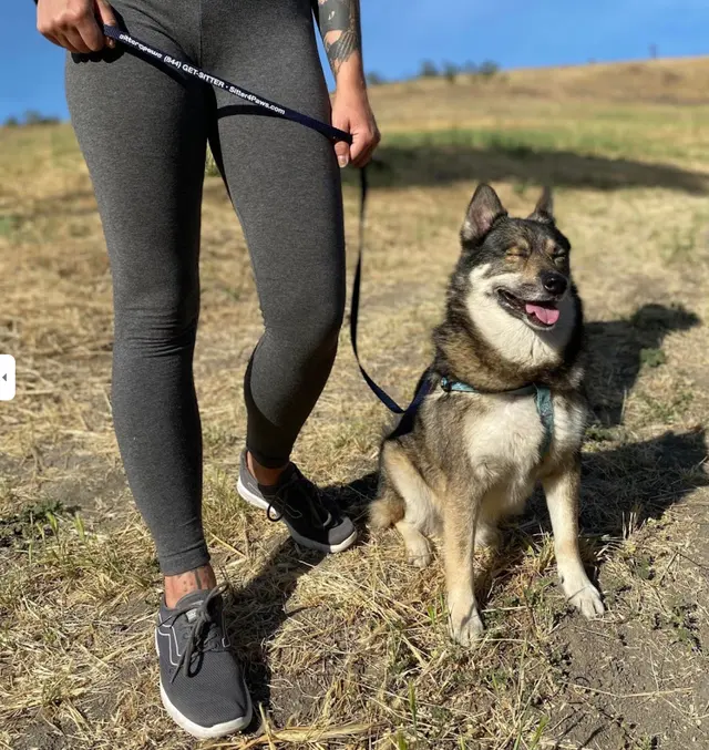 Sitter4Paws — photo from the business 1