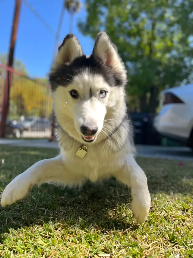 Sitter4Paws — photo from the business 10