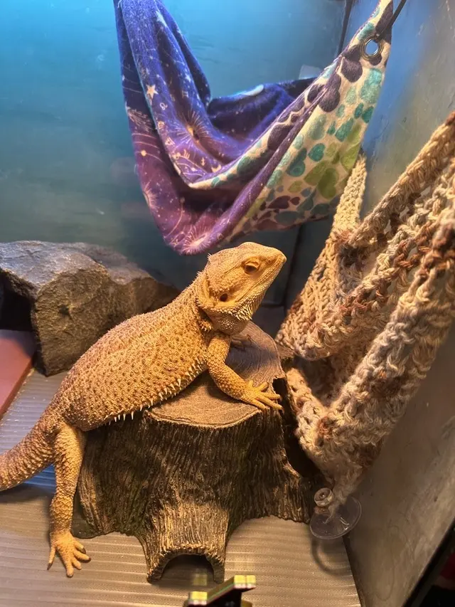 Sitter4Paws — photo from the business 3
