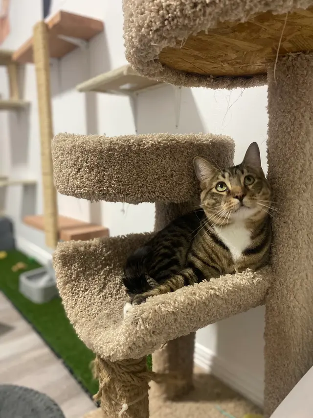 Charlie’s Pet Services — photo from the business 6