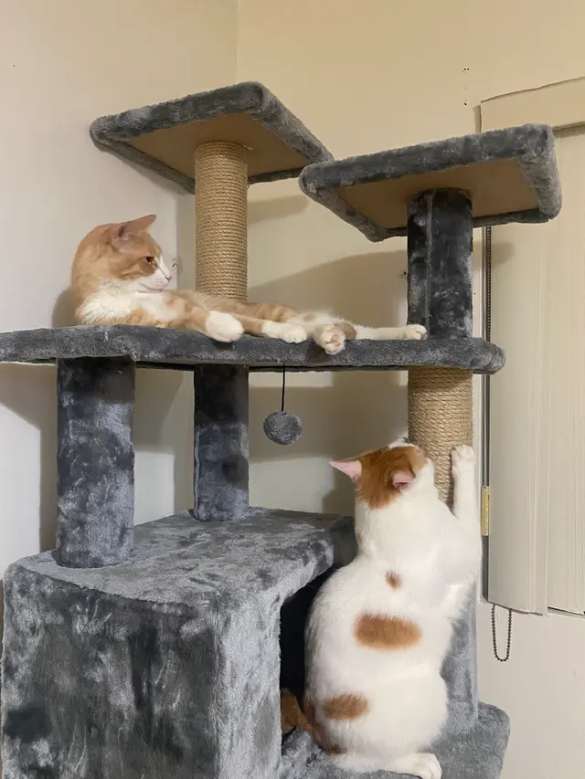 Charlie’s Pet Services — photo from the business 1