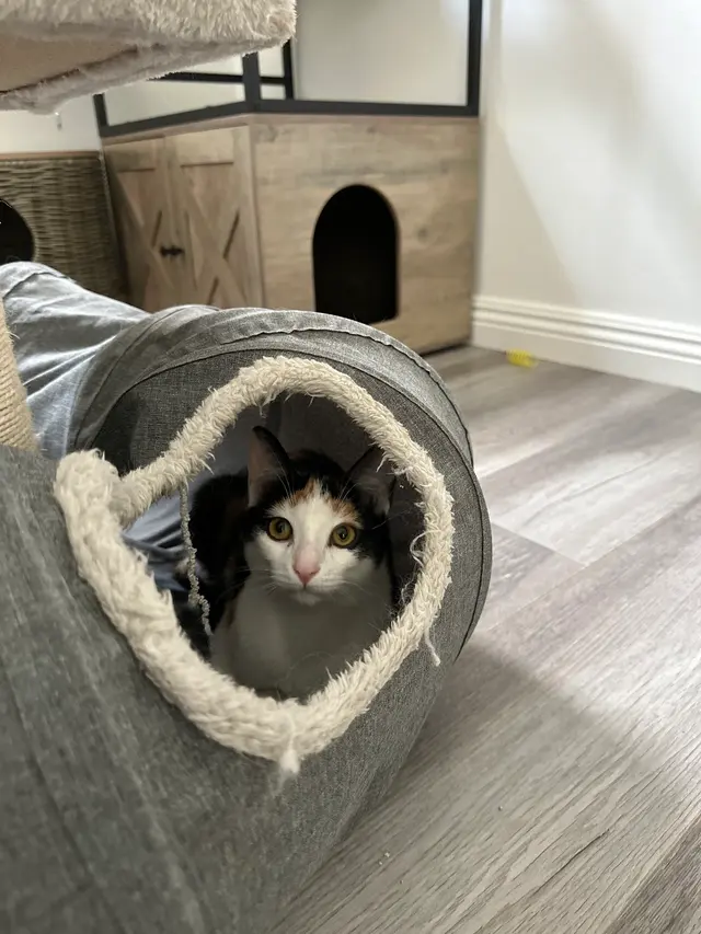 Charlie’s Pet Services — customer photo 2