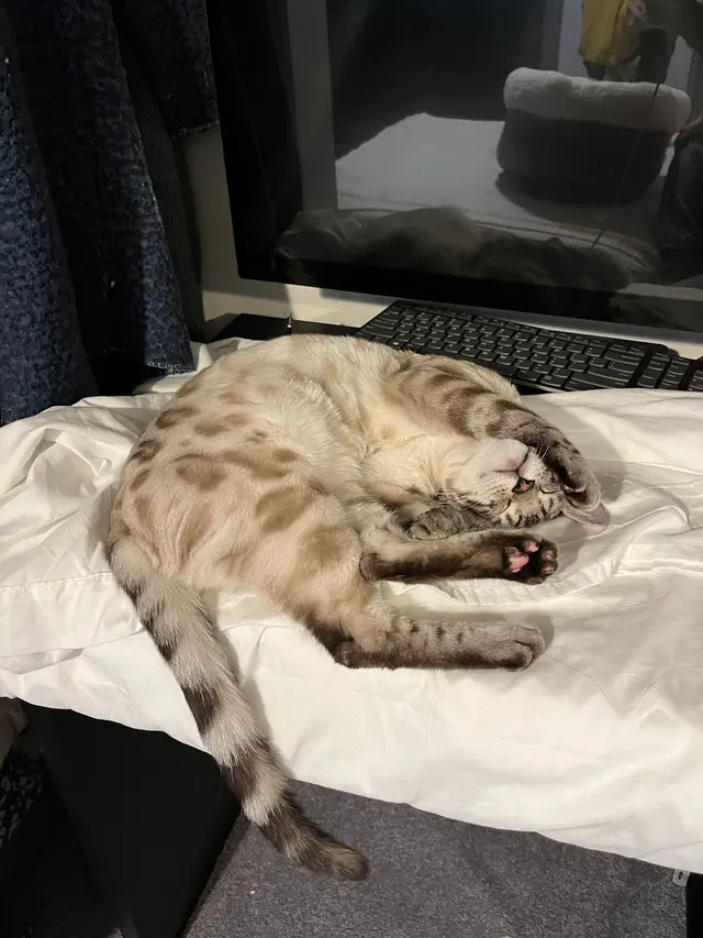 Charlie’s Pet Services — photo from the business 4
