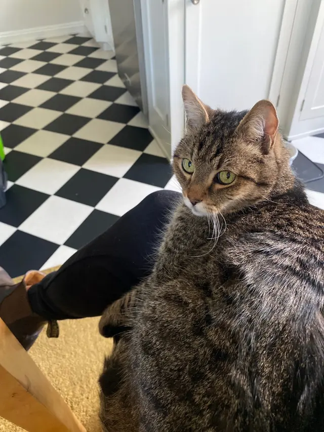 Charlie’s Pet Services — photo from the business 11