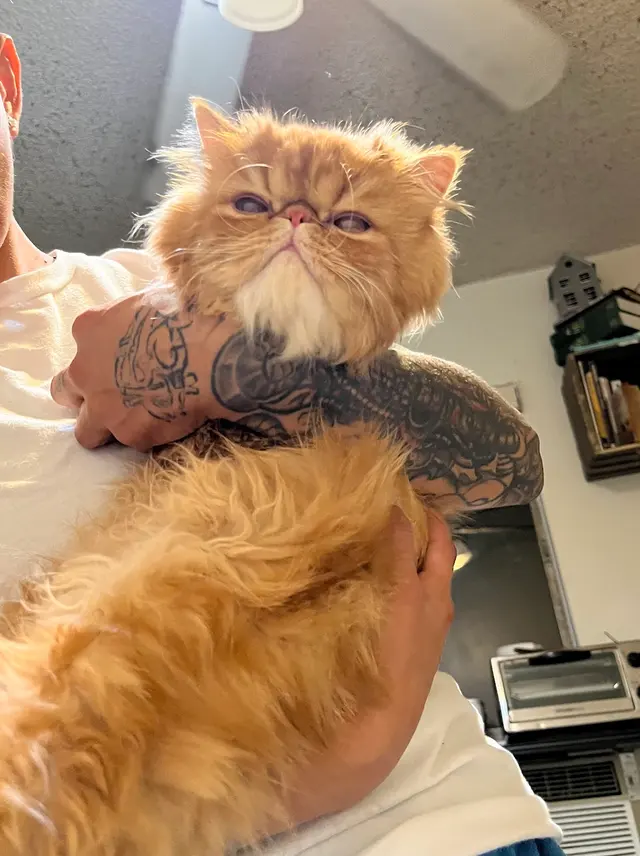 Charlie’s Pet Services — photo from the business 10