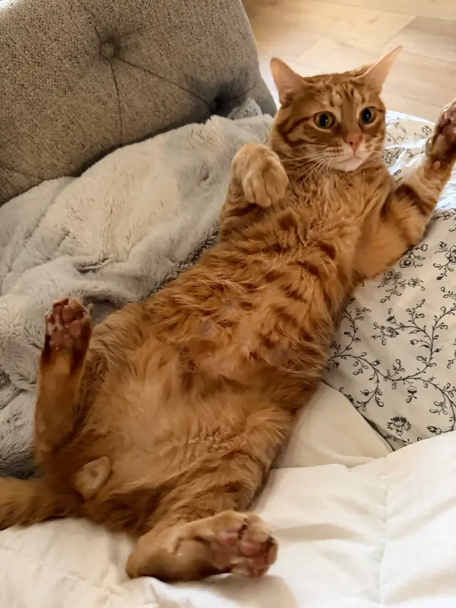 Customer photo of work by Charlie’s Pet Services, from Stephanie Santiago's review