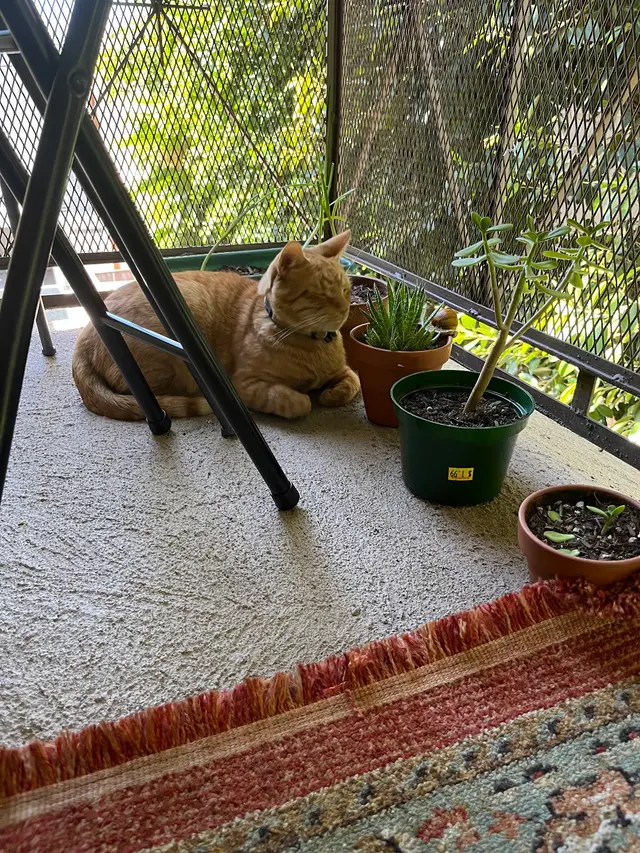 Charlie’s Pet Services — photo from the business 7
