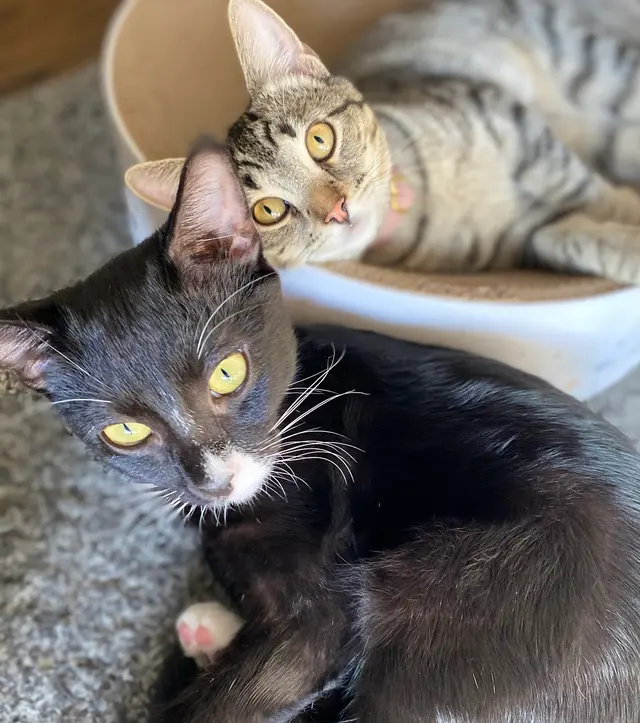 Charlie’s Pet Services — customer photo 8