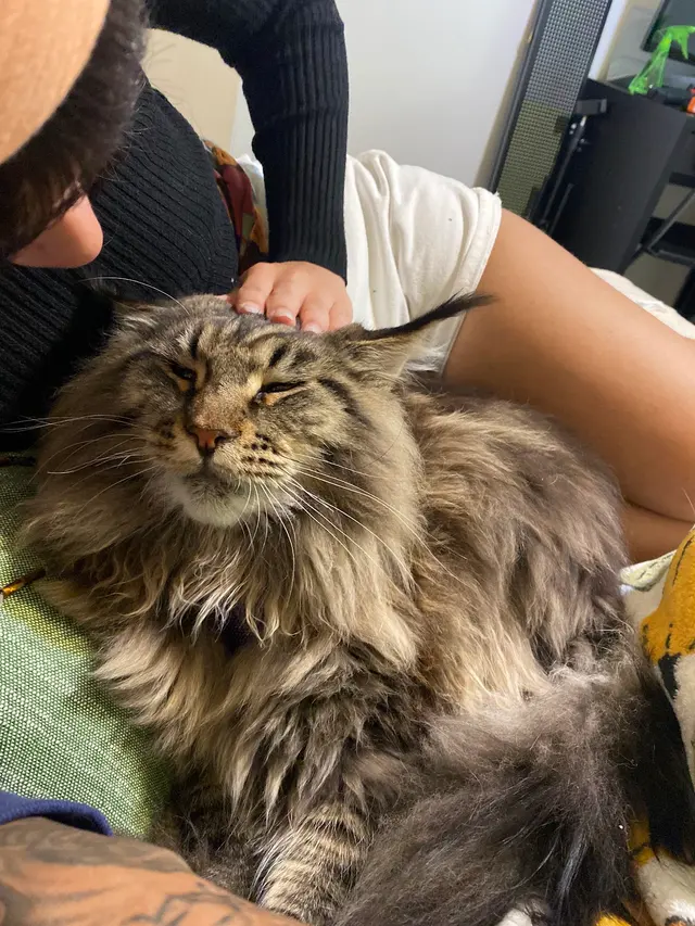 Charlie’s Pet Services — photo from the business 12