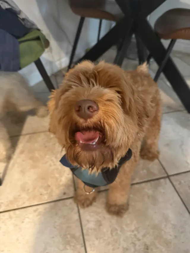 Happy Heart Pet Care — customer photo 5
